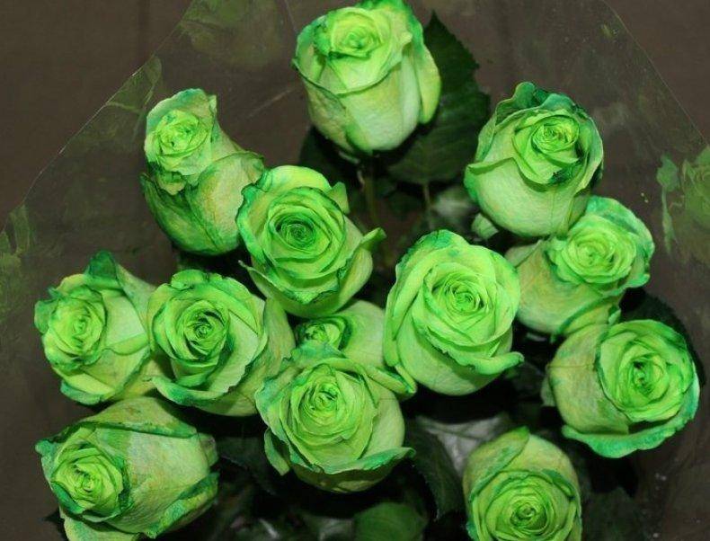 Зеленые розы: лучшие сорта, правила выращивания и ухода, сочетание