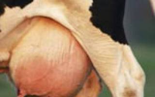 Папилломатоз - как удалить бородавки у коровы