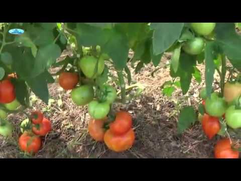 Описание сорта томата Стыдливый румянец, особенности выращивания и ухода