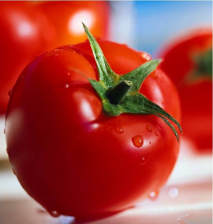 Голландская технология выращивания томатов (помидоров)