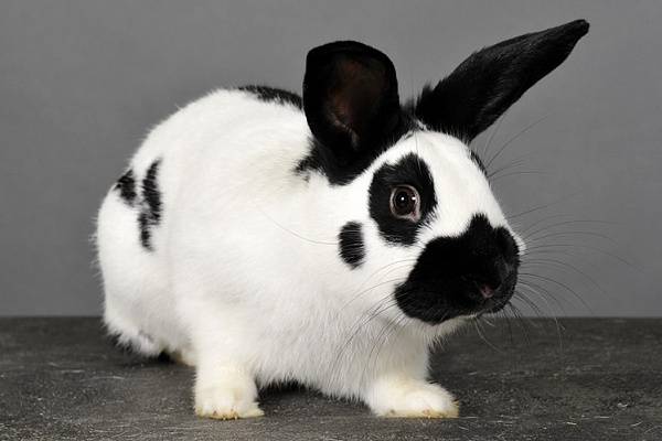 Характеристики кролика карликовый баран и правила его содержания