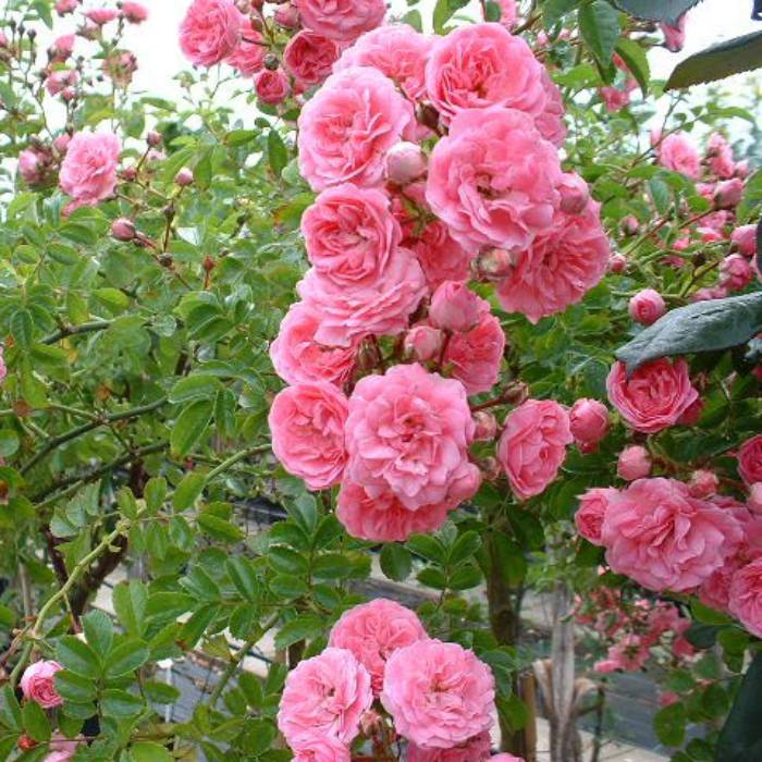 Описание и характеристики роз сорта Лимбо, правила выращивания