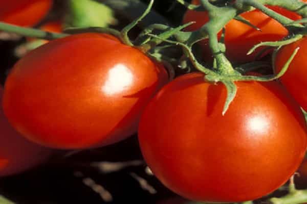 Томат «пудовик»: очень урожайный сорт с вкусными плодами