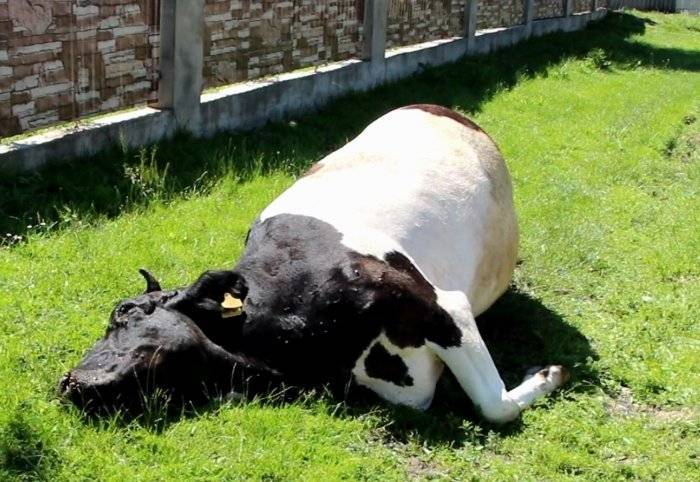 Бабезиоз крупного рогатого скота (крс) — симптомы и лечение, профилактика