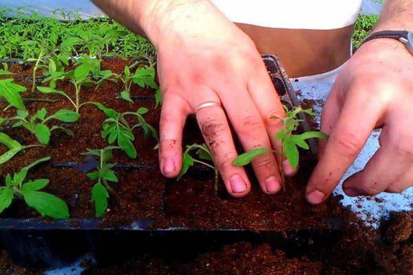 Способ не для ленивых: выращиваем томаты по методу терёхиных