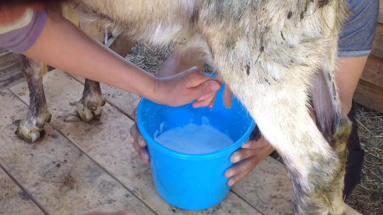Почему горчит молоко у коровы и козы