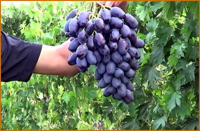 Черна перла — виноград