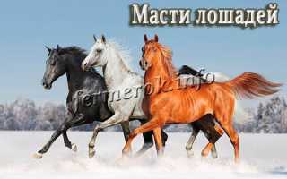 Масти лошадей, названия и фото: каурый, буланый, вороной
