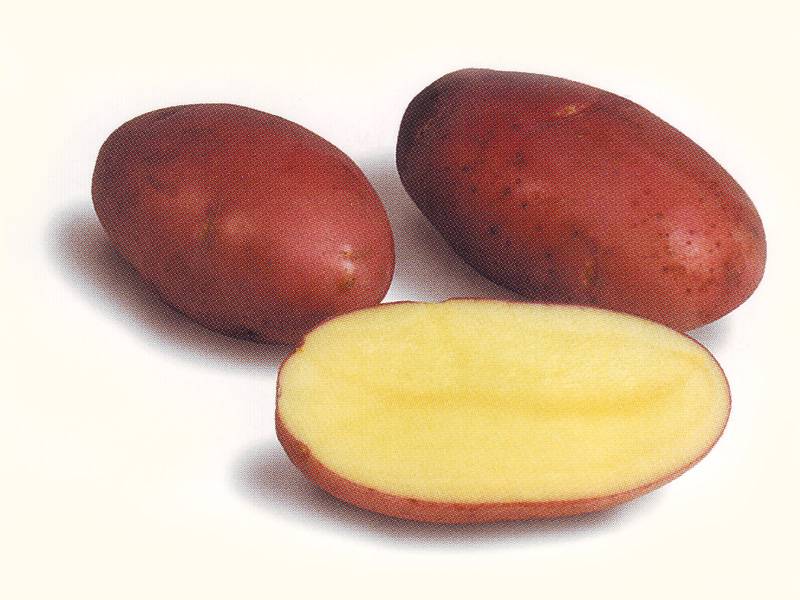 Раннеспелый сорт картофеля розара для северных областей