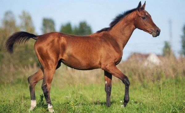 Чистокровная верховая лошадь: описание породы и особенности содержания