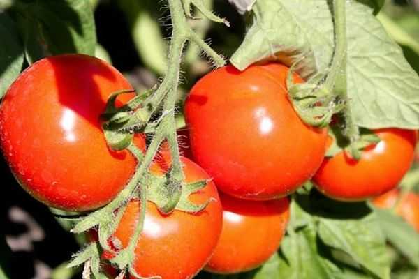 Описание сорта томата Семеныч f1, особенности выращивания и урожайность