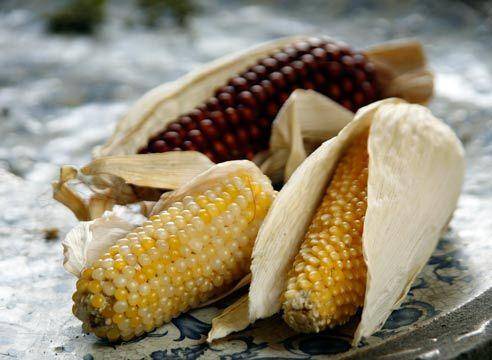 Выращивание кукурузы на даче – раскрываем секреты высокого урожая