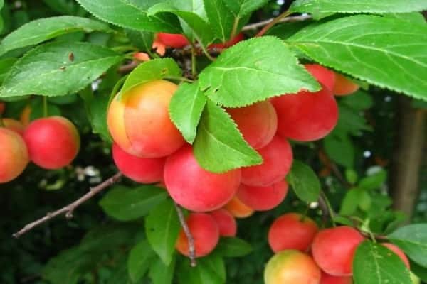 Описание и популярные сорта гибрида вишни и сливы