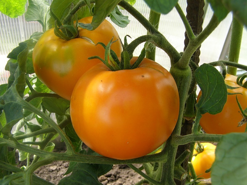 Иришка f1 — гибридный томат для теплого климата. описание, особенности, отзывы