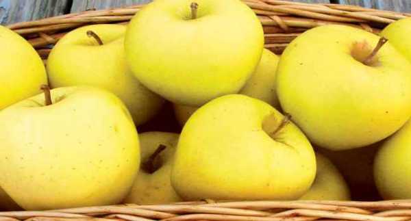 Описание и разновидности яблок Голден Делишес, выращивание и правила ухода