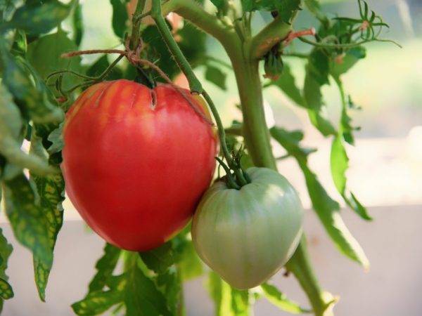 Сорт томатов фатима описание