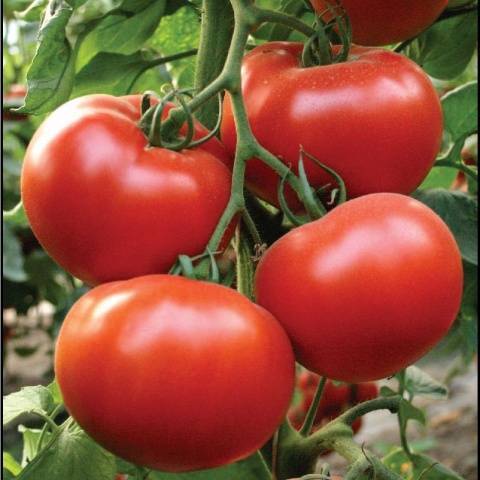 Описание детерминантного сорта томата флорида петит и особенности выращивания