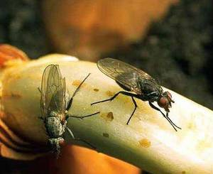 Как избавиться от луковой мухи и спасти урожай?