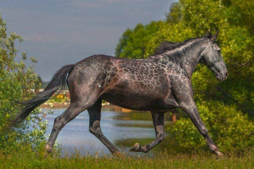 Характеристика и особенности карачаевской лошади