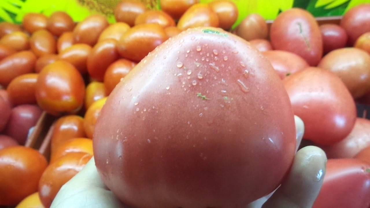 Характеристика томата тяжеловес сибири, урожайность и борьба с вредителями
