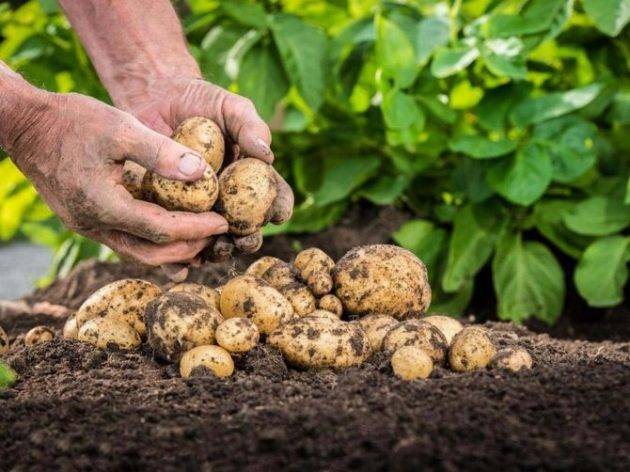 Посадка картофеля семенами на рассаду