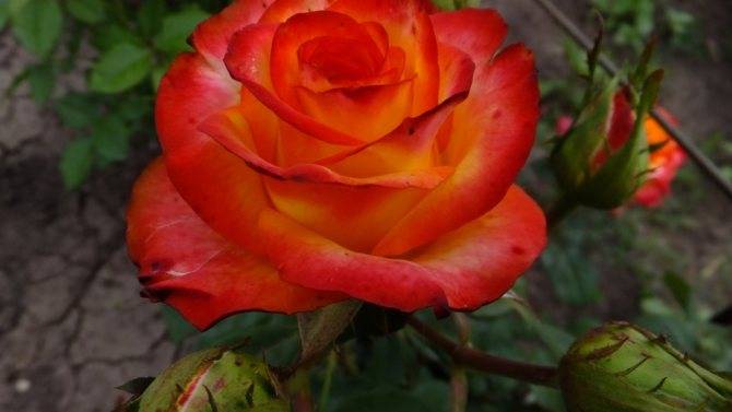 Роза чайно-гибридная черная магия (блэк мэджик) и её виды