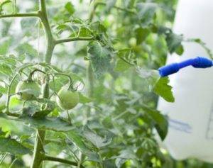 Применение борной кислоты для растений: помидоров, огурцов, перцев и других культур