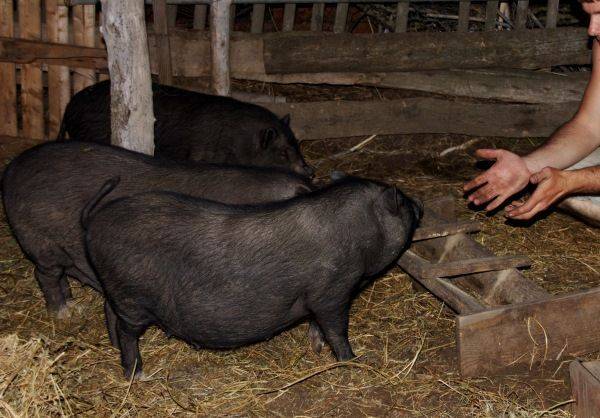 Как правильно и быстро определить вес свиньи в домашних условиях. вьетнамские поросята — вес по месяцам