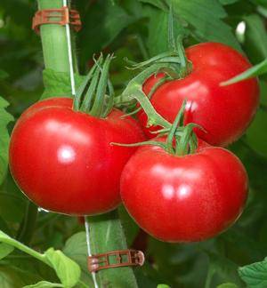 Томат пинк клер f1 — описание сорта, урожайность, фото и отзывы садоводов