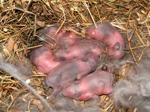 Новорожденные кролики: уход в первые дни жизни, развитие