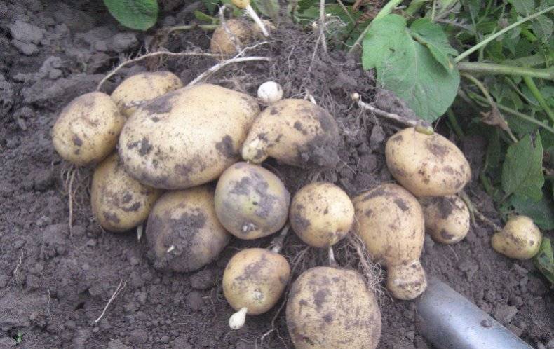 Вкусный и высокоурожайный картофель «санте»: описание сорта, фото, отзывы