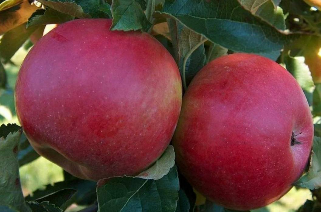 Яблоня ауксис: описание сорта и характеристики, посадка, выращивание и уход с фото