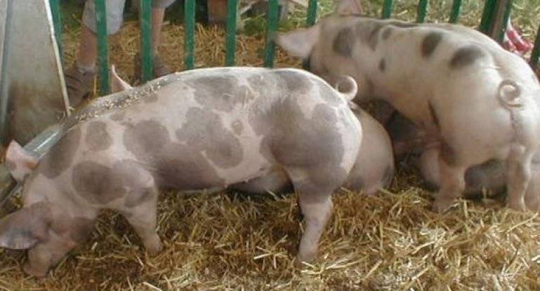 Свинья крупная белая: происхождение породы и перспективы разведения
