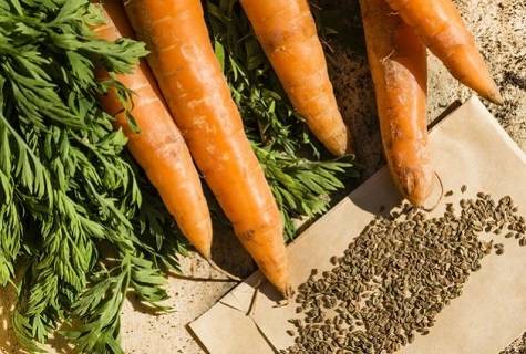 Как вырастить крупную и сладкую морковь?