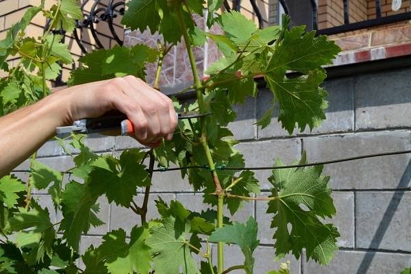 Как размножить виноград: приёмы, доступные любому дачнику