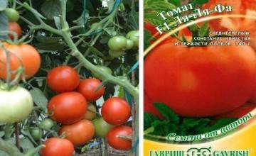 Томат новосибирский хит: описание и характеристика сорта, выращивание и урожайность с фото