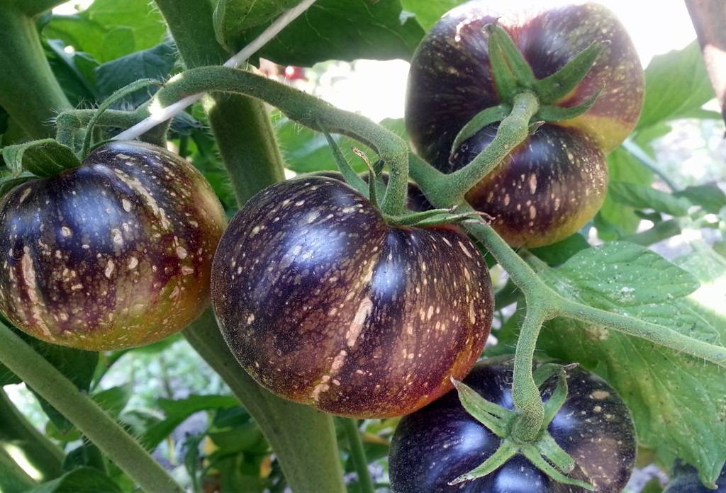 Сложно ли вырастить томат алпатьевский