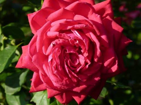 История возникновения и особенности выращивания чайно-гибридных роз. названия и фото популярных сортов