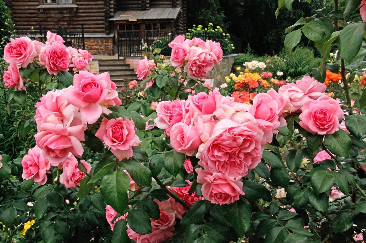 Описание и уход за розой эден роуз