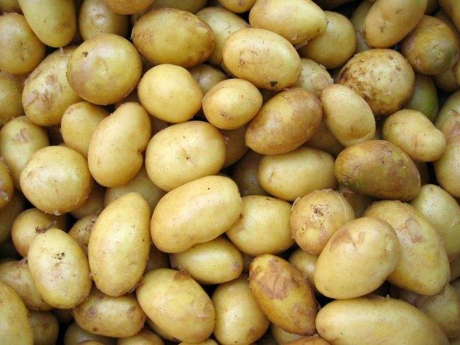 Двухурожайный картофель «тирас»: описание сорта, фото, тактика ухода