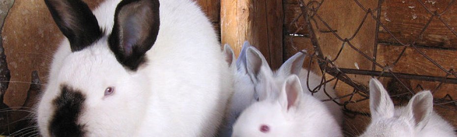 Кокцидиостатики в корм для кроликов: инструкция по применению