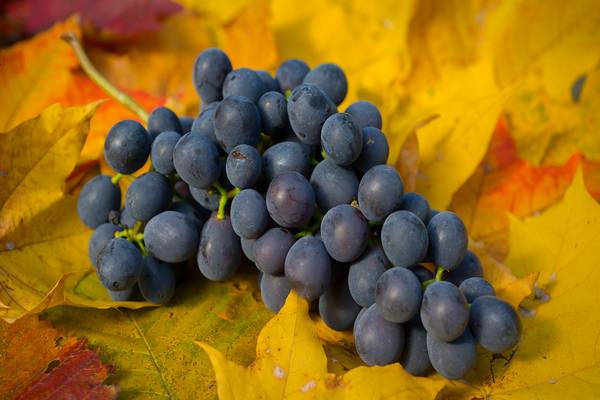 Описание и характеристики винограда сорта агат донской, выращивание и уход