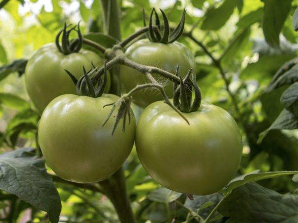 Характеристика и описание сорта томата Чудо Уолфорда, его урожайность