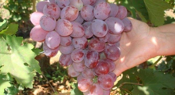Виноград тимур: описание сорта с характеристикой и отзывами