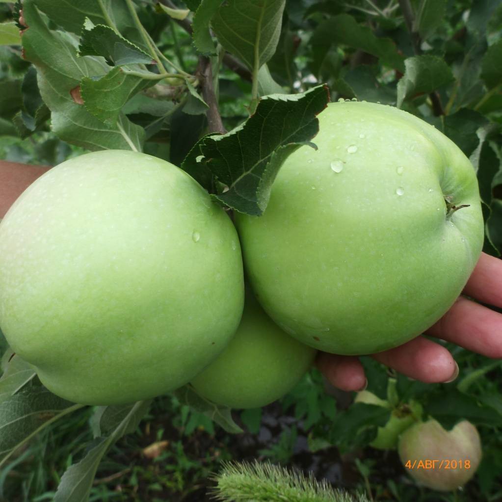 Яблоня беркутовское: особенности сорта и ухода