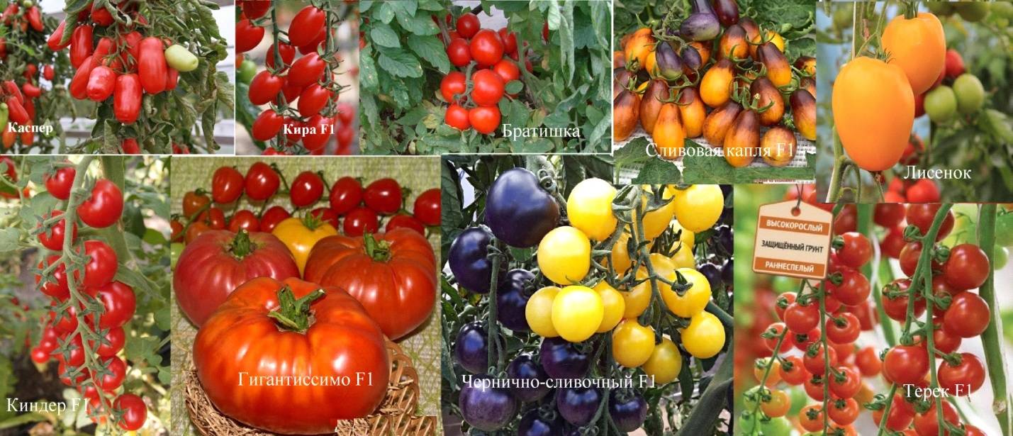 Томат сибирский сюрприз: характеристика и описание сорта, выращивание и уход с фото