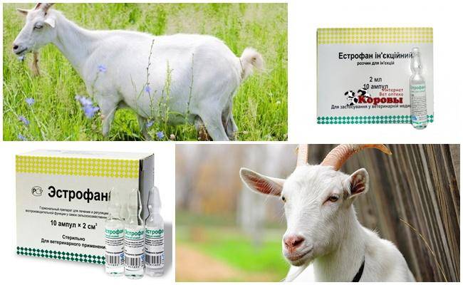 Состав и инструкция по применению Эстрофаны для коз, дозировка и аналоги