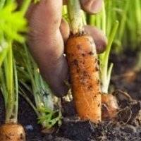 Когда убирать морковь с грядки на хранение в сибири?