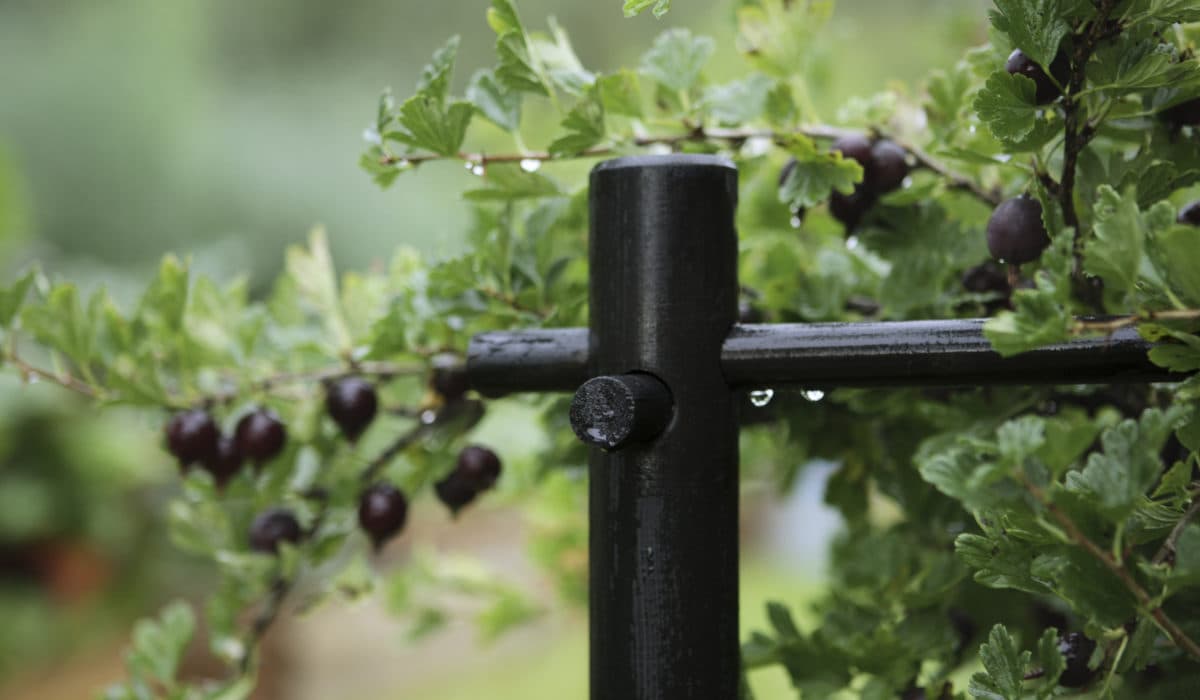 Как подвязать смородину: простая инструкция как и чем подвязать смородиновый куст в саду (80 фото и видео)
