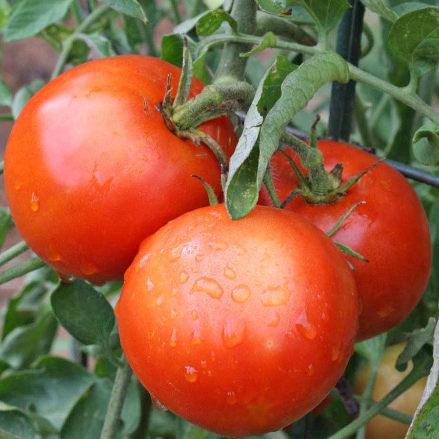 Описание, характеристика и специфика выращивания томата хлебосольный